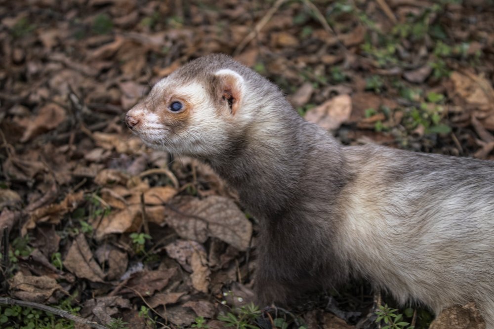 Фотография автора Веста Ягужинская