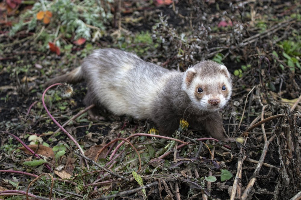 Фотография автора Веста Ягужинская