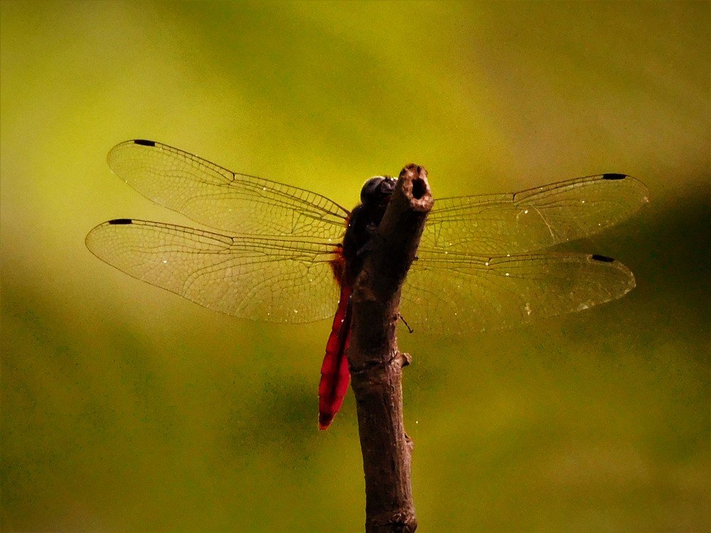 Photograph by LAKHAN YADAV