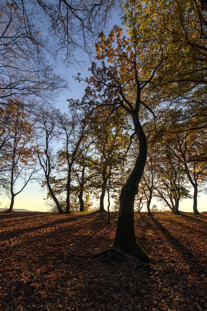 Under the Autumn trees