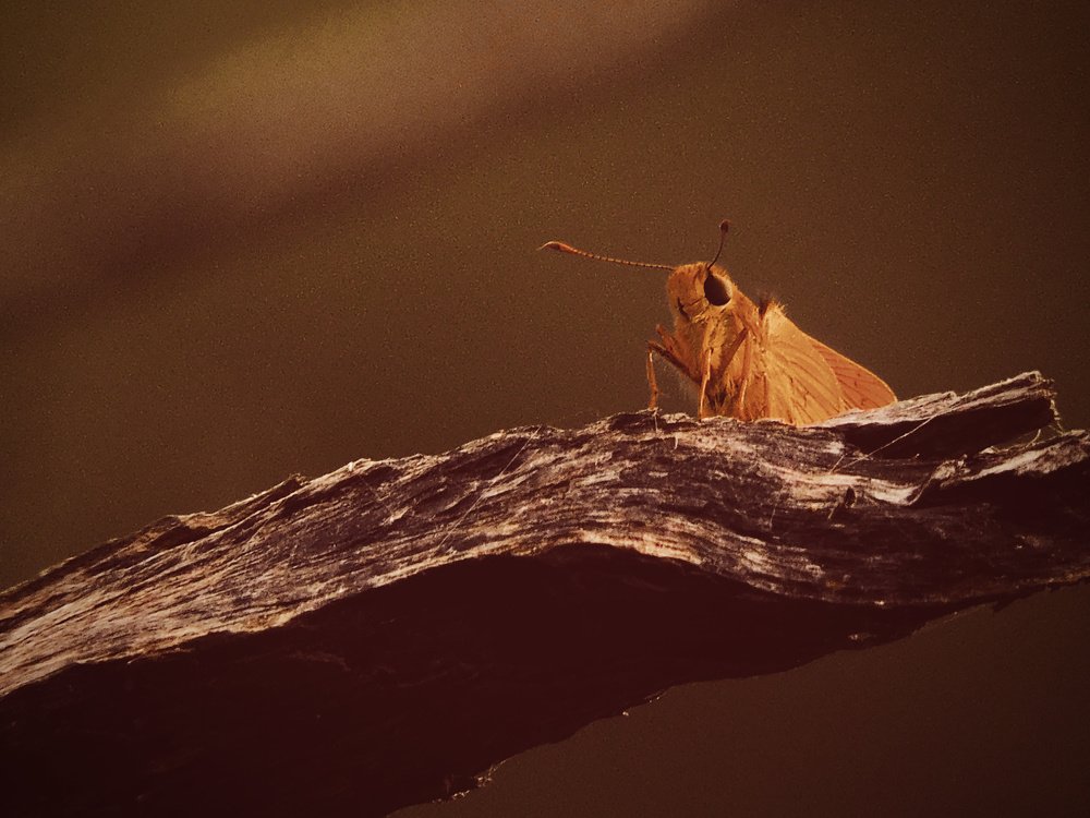 Photograph by LAKHAN YADAV