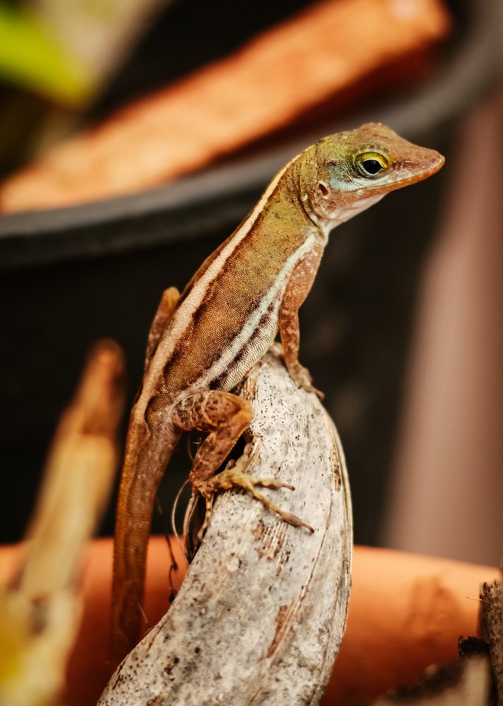 Photograph by Zaheer Baksh