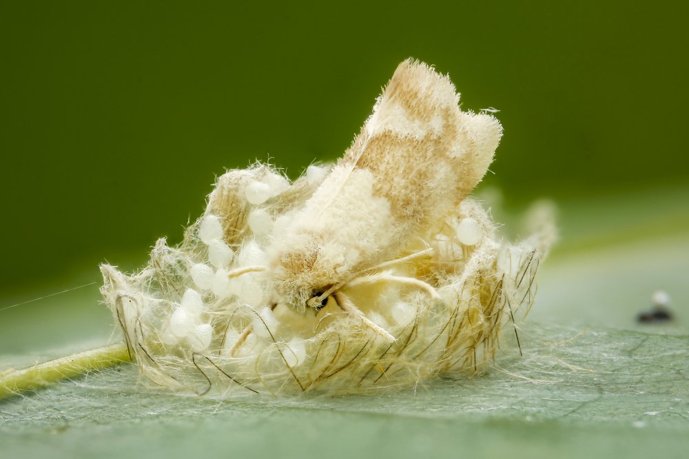 Фотография автора Tran Tuan