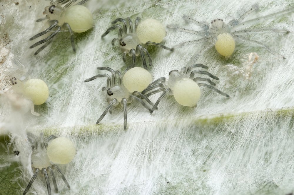 Фотография автора Tran Tuan