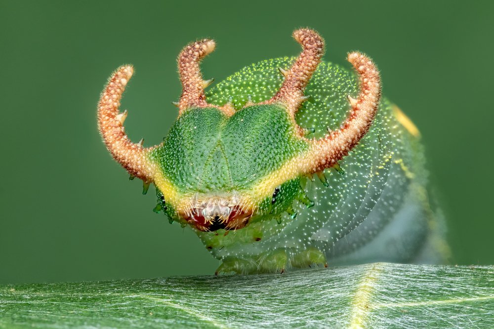 Фотография автора Tran Tuan