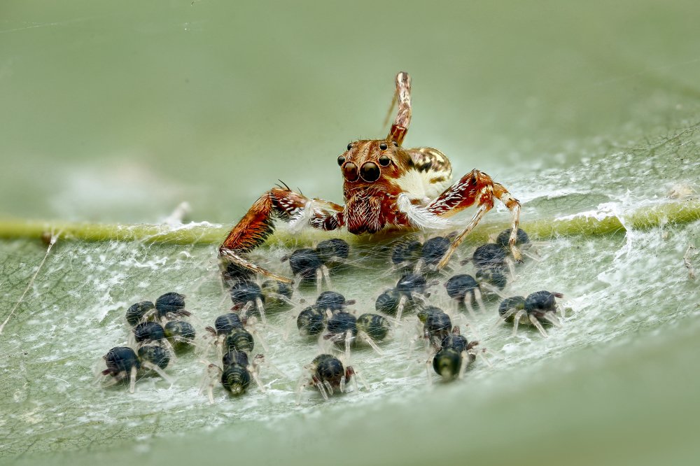 Brettus spider and her baby