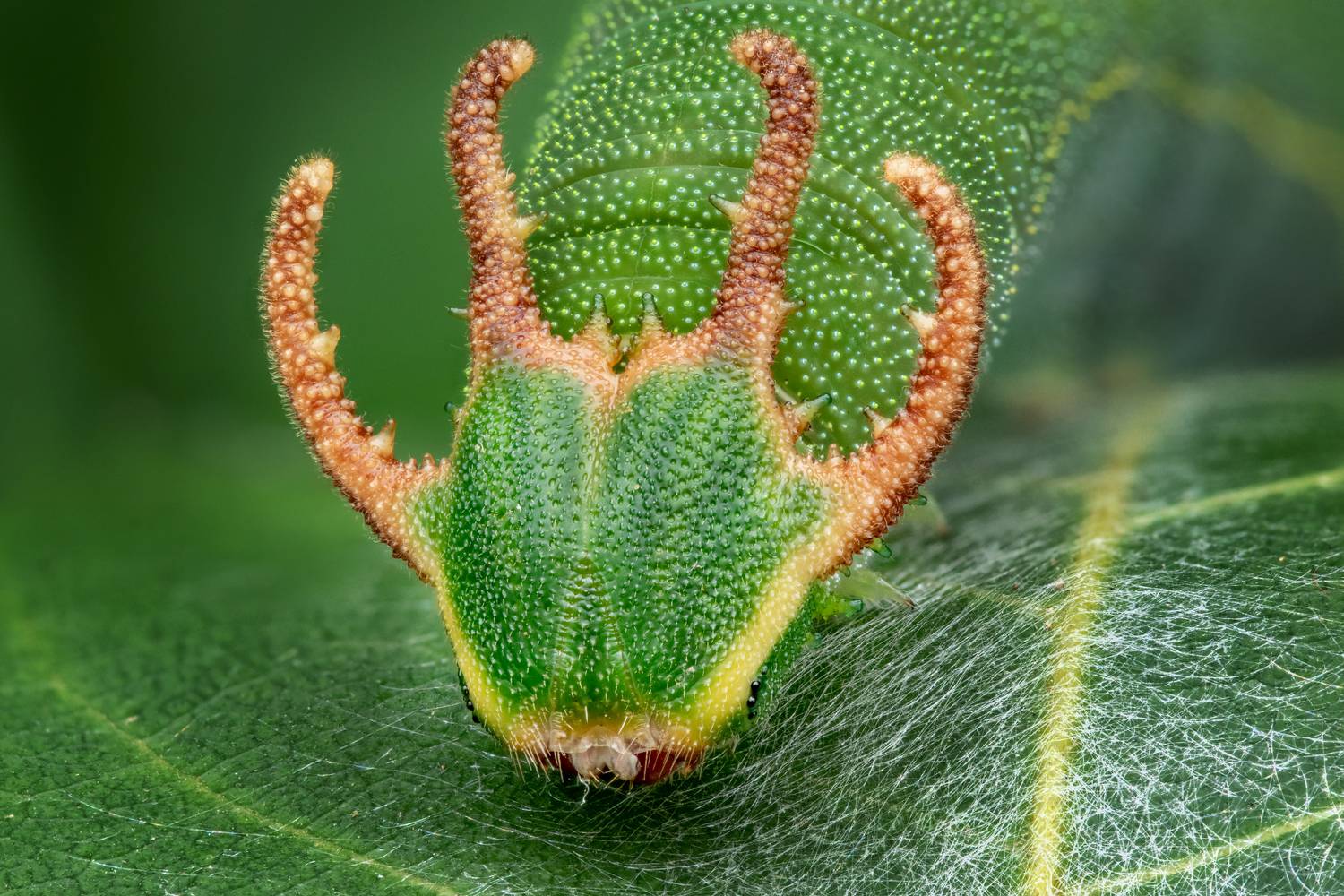 Фотография #5291154