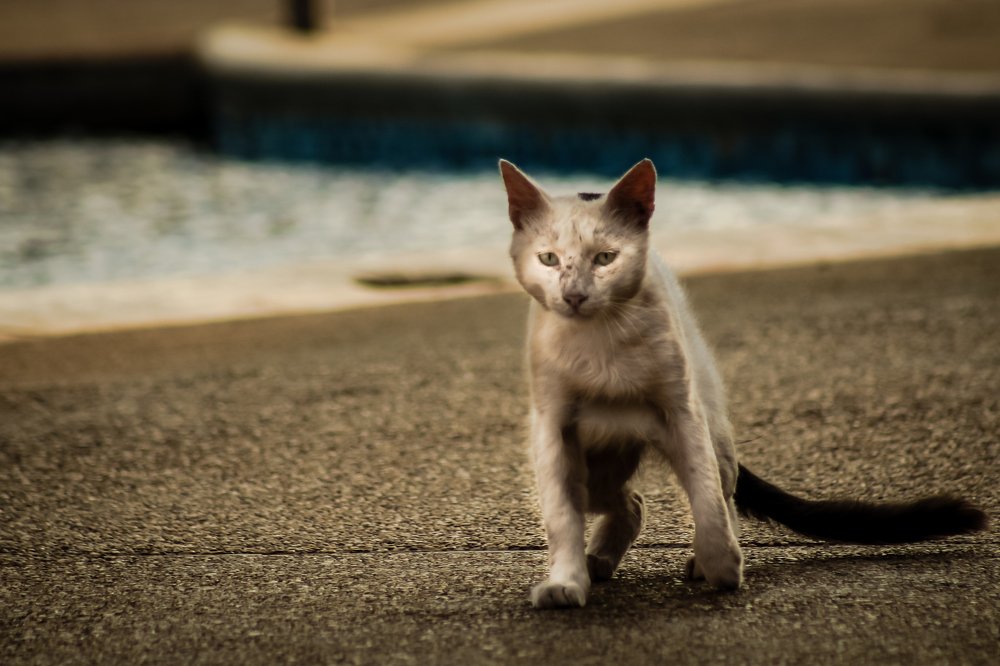 Photograph by Zaheer Baksh