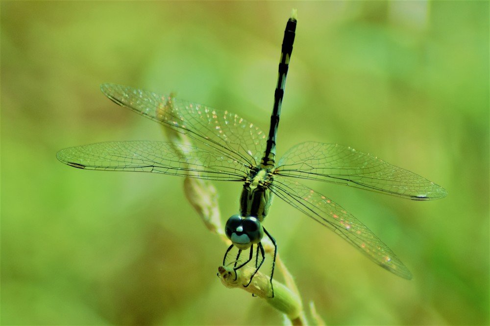 Photograph by IP Pillai