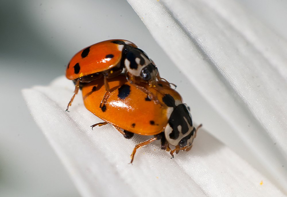 Photograph by Роман Приходько