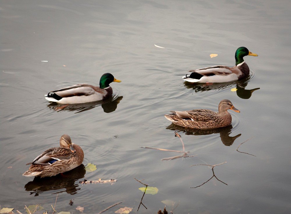 Пара с парой