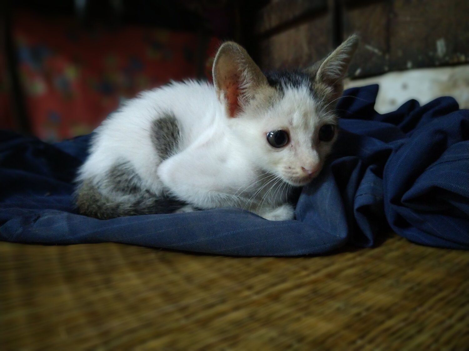Photo #5291694