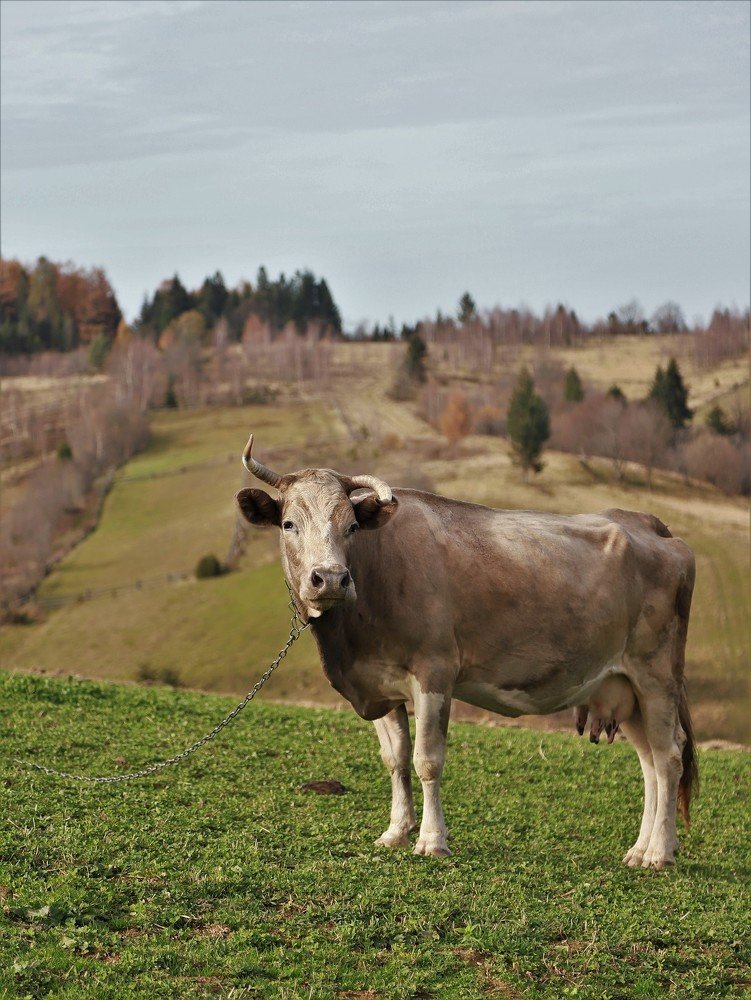 Photograph by Андрей Телибаев