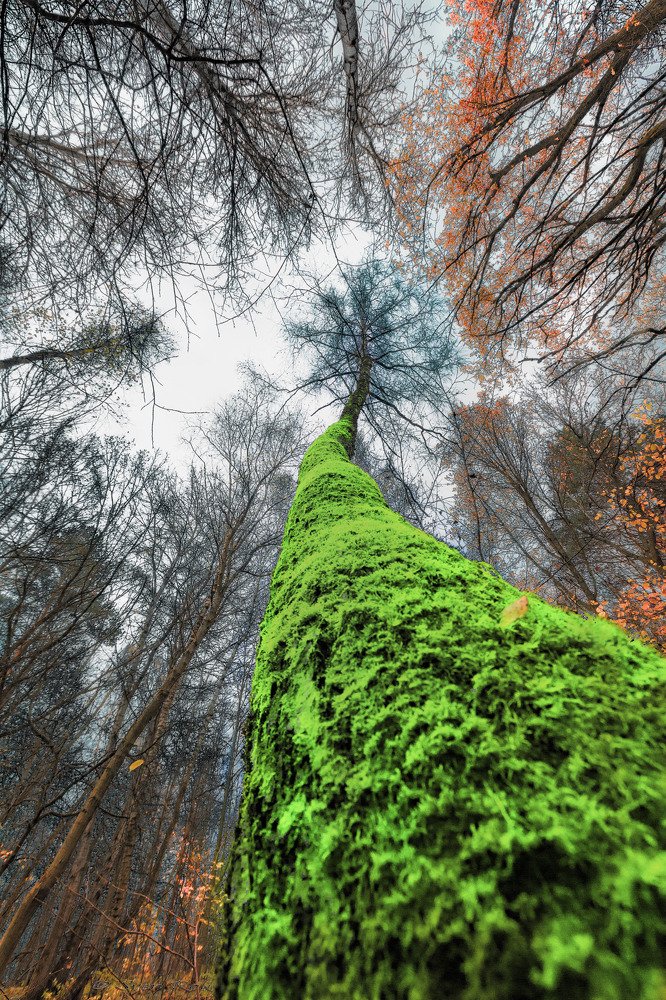 Photograph by Sven Rok