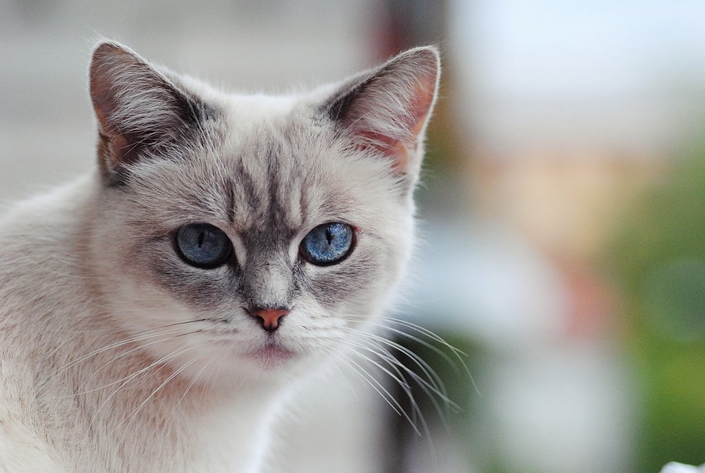 Photograph by Suslova Alena