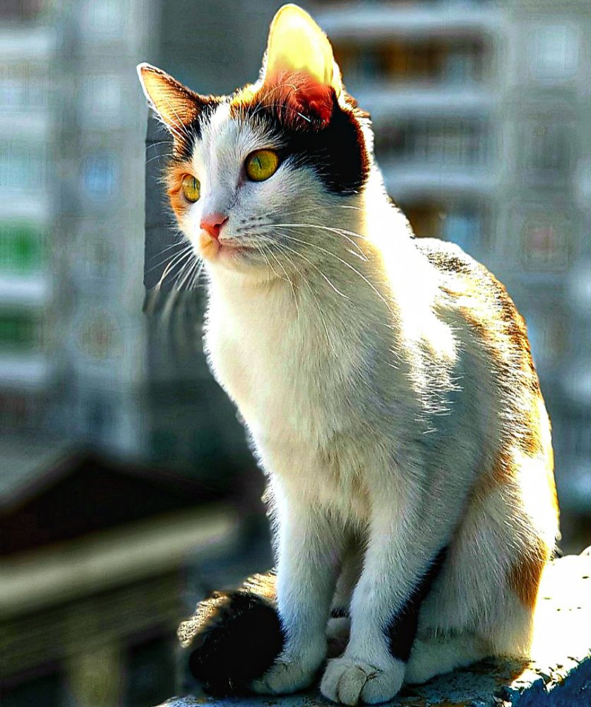 Photograph by Александр Молоцило