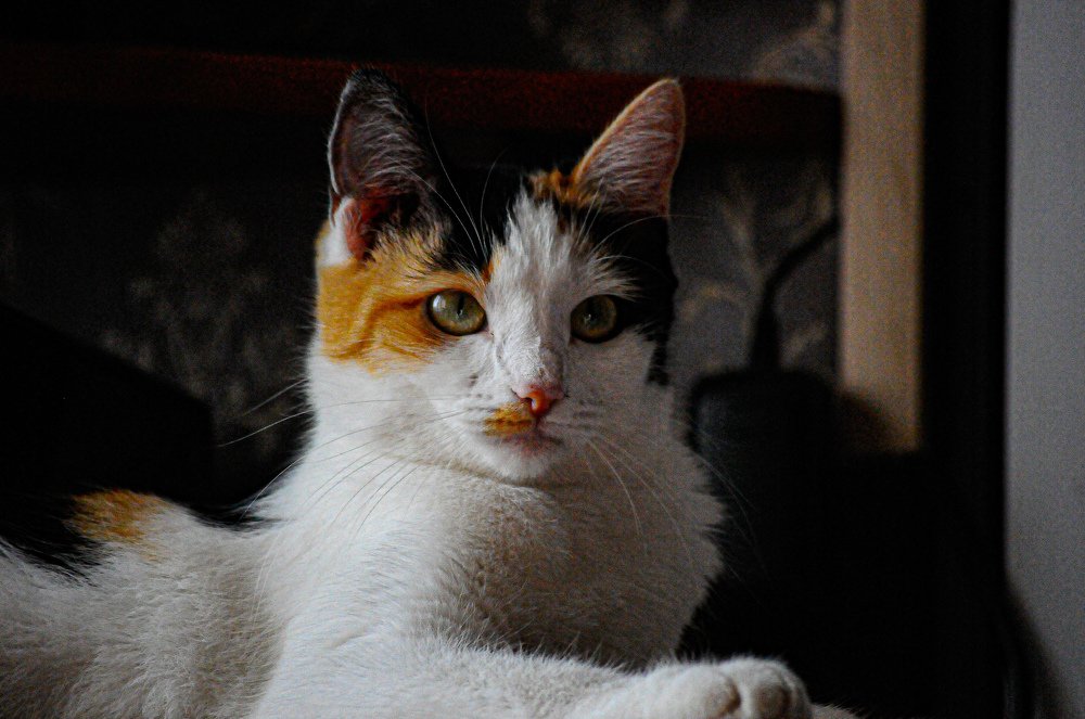 Photograph by Александр Молоцило