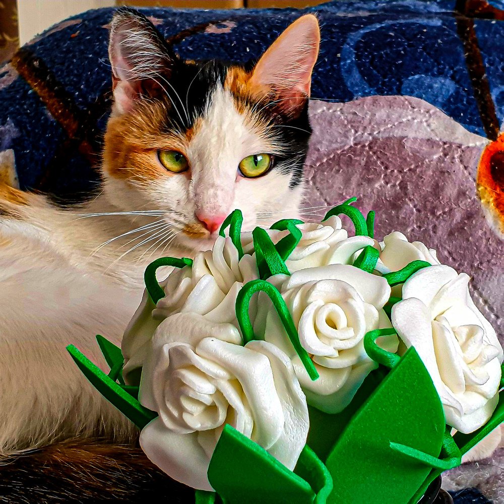 Photograph by Александр Молоцило