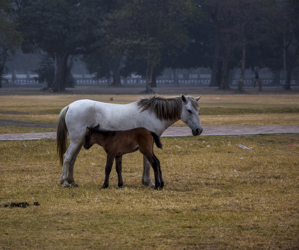 Photograph by animesh sen sarma