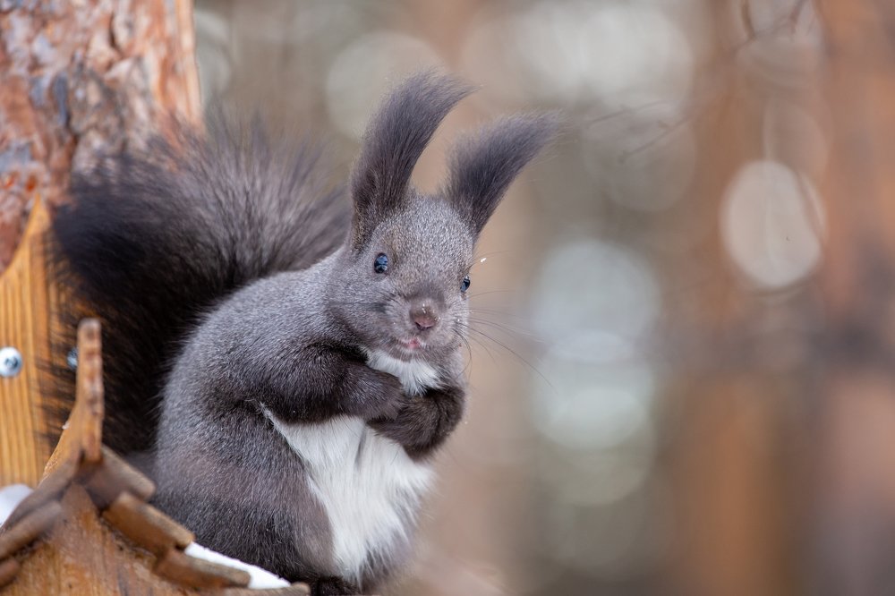 Photograph by Мария Овсечук