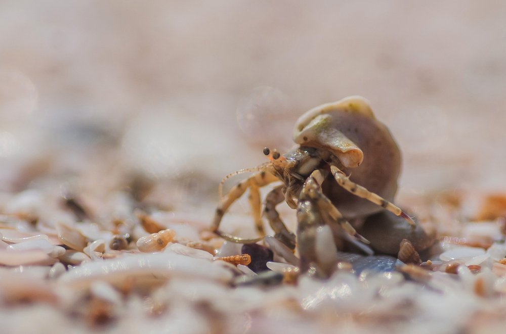 Photograph by Даркина Дарья