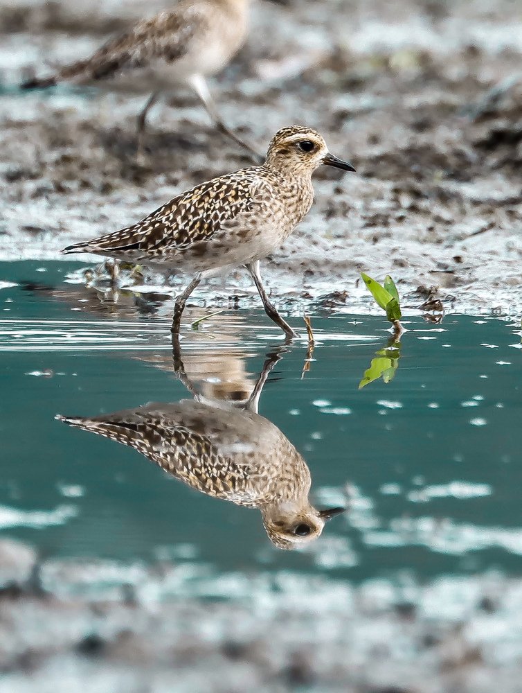 Photograph by Shafiullah Hares