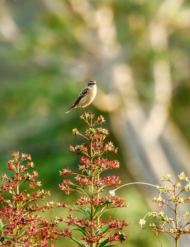 Photograph by Shafiullah Hares