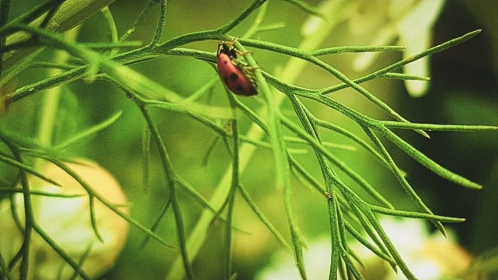 божья коровка