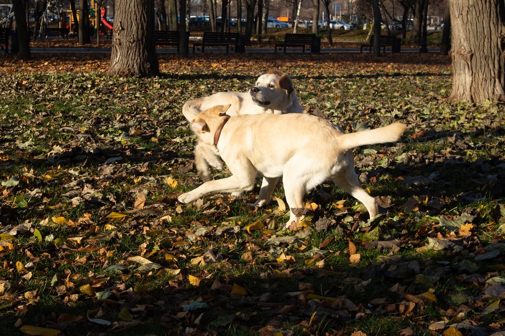 Осенняя прогулка
