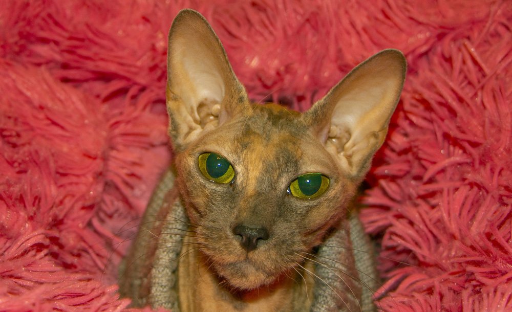 Photograph by Ирина Толокнова