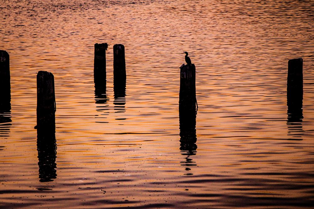 Photograph by Tatiana Barthem