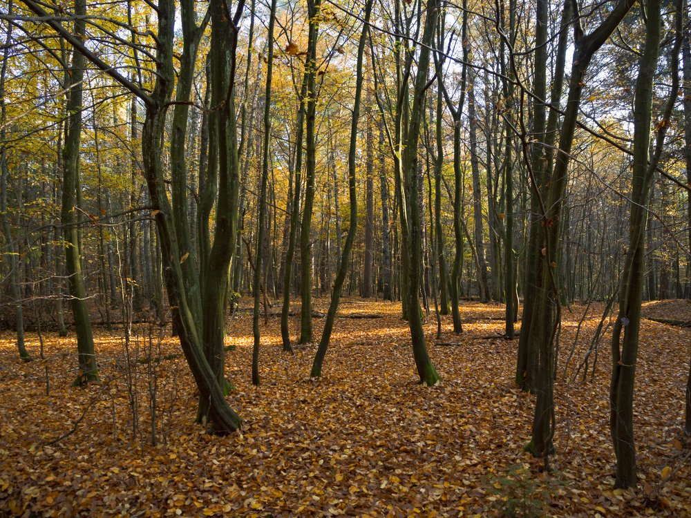 Photograph by андрей гусев