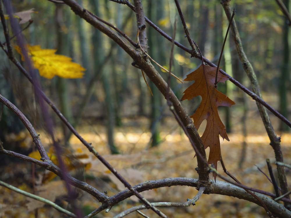 Photograph by андрей гусев