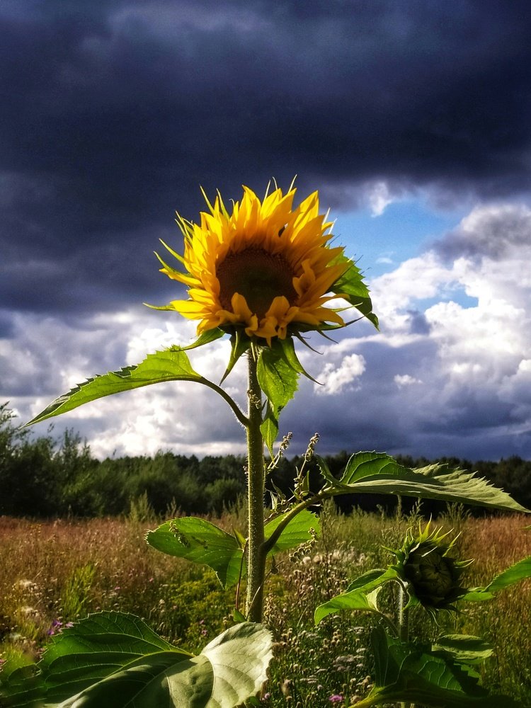 Одинокий подсолнух