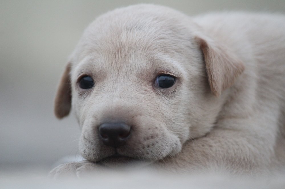 Photograph by Sharad vadoliya