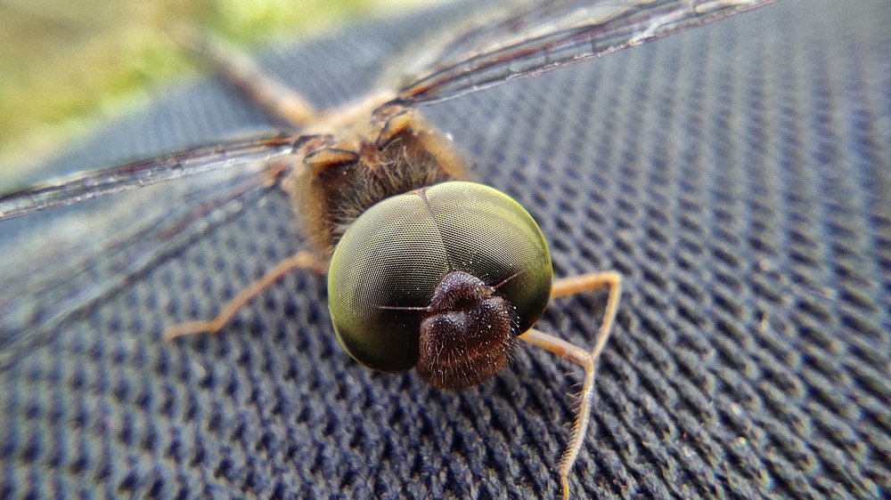 Photograph by Vijayakumar