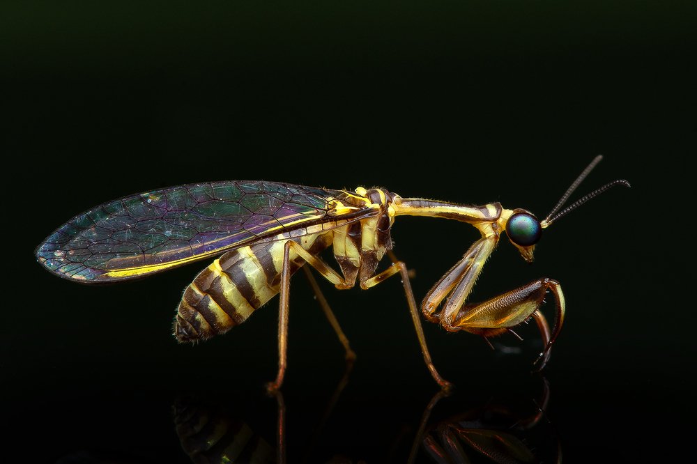 Mantis fly