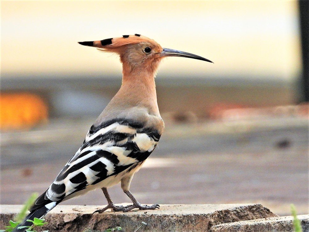 A proud hoopoe bird