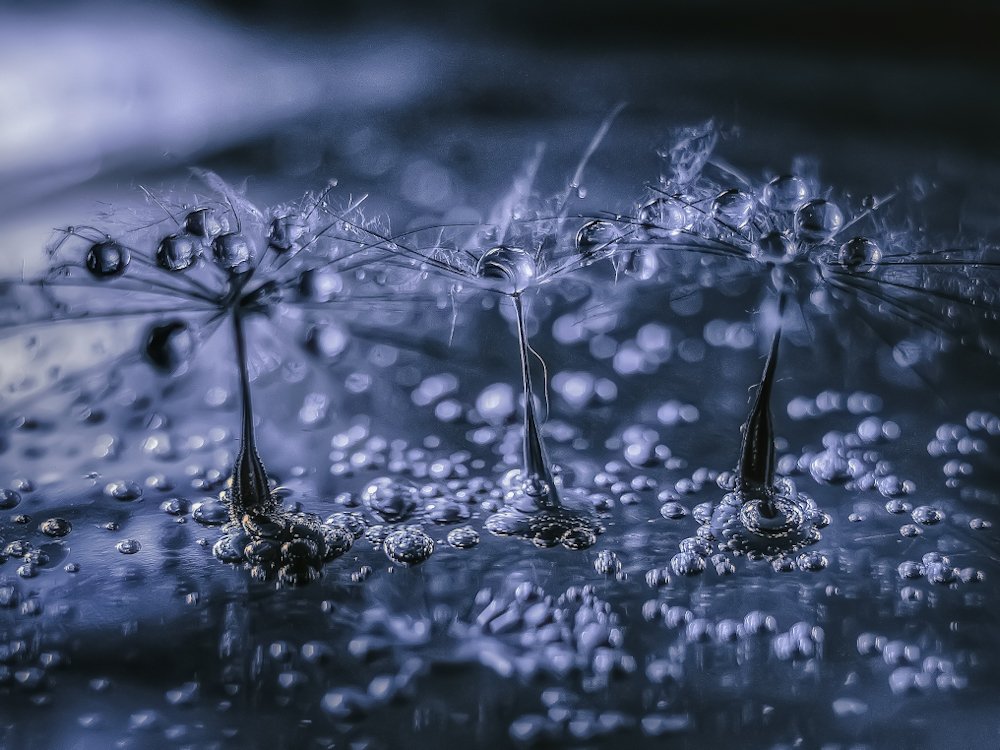 Фотография автора Виктория Шаманова