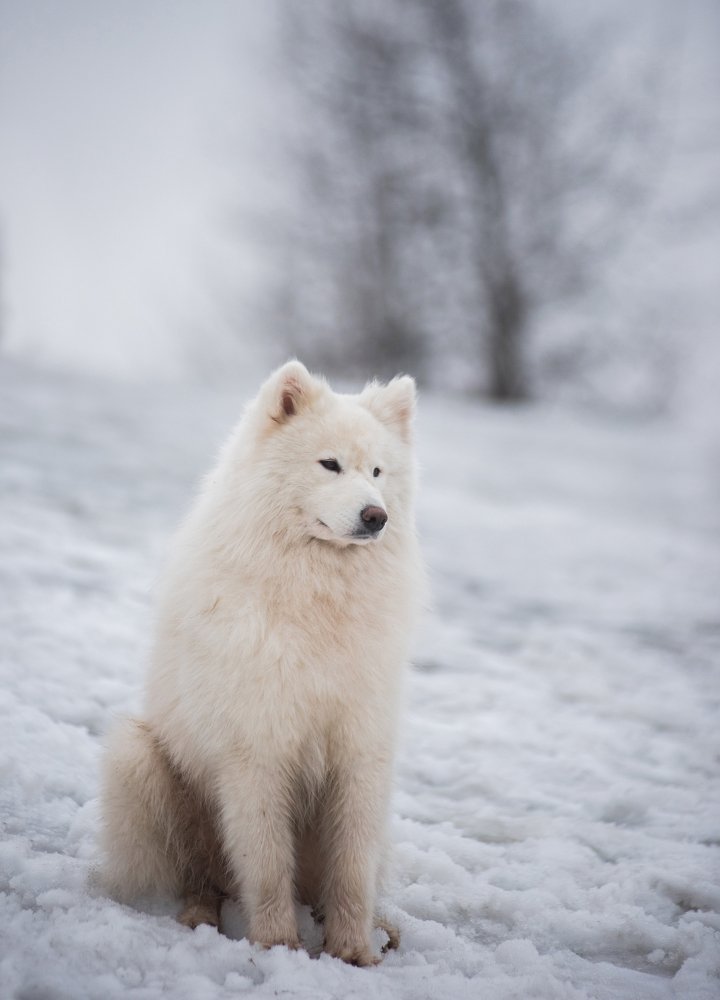 Photograph by Даркина Дарья