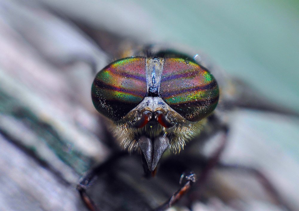 Photograph by Олеся zme