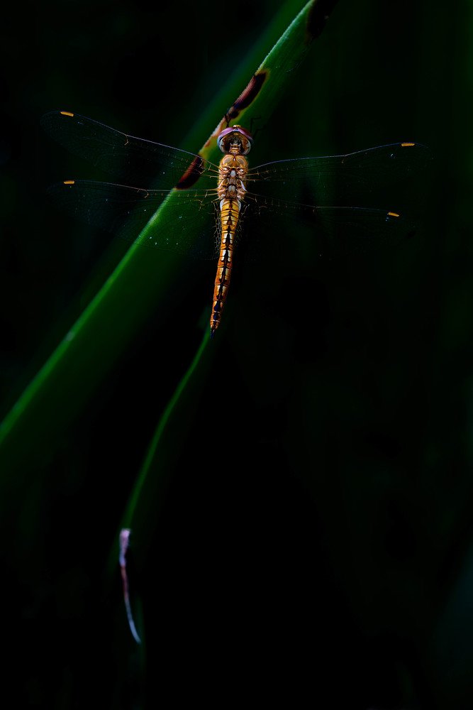 Beauty of Dragonfly