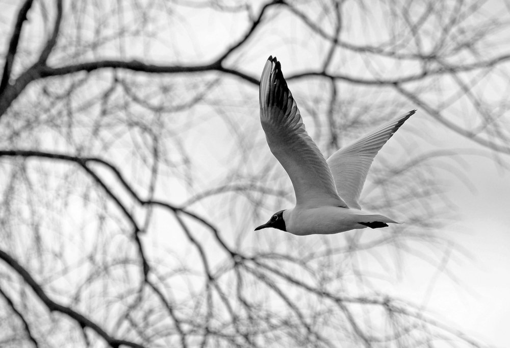 Фотография автора Антип