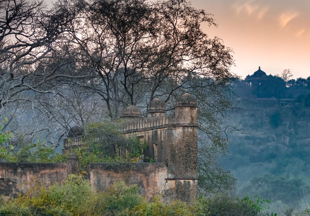 Tiger, Ruins (Mosque) and Ranthambhore Fort