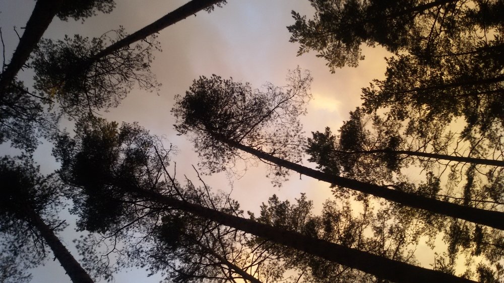 Photo #5293503