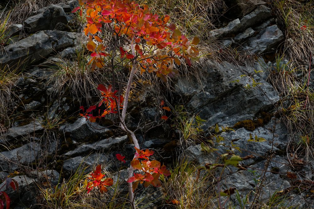 Дерево на скале