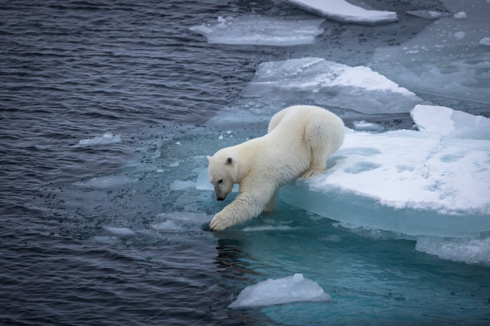 Photograph by Алексей Шматков