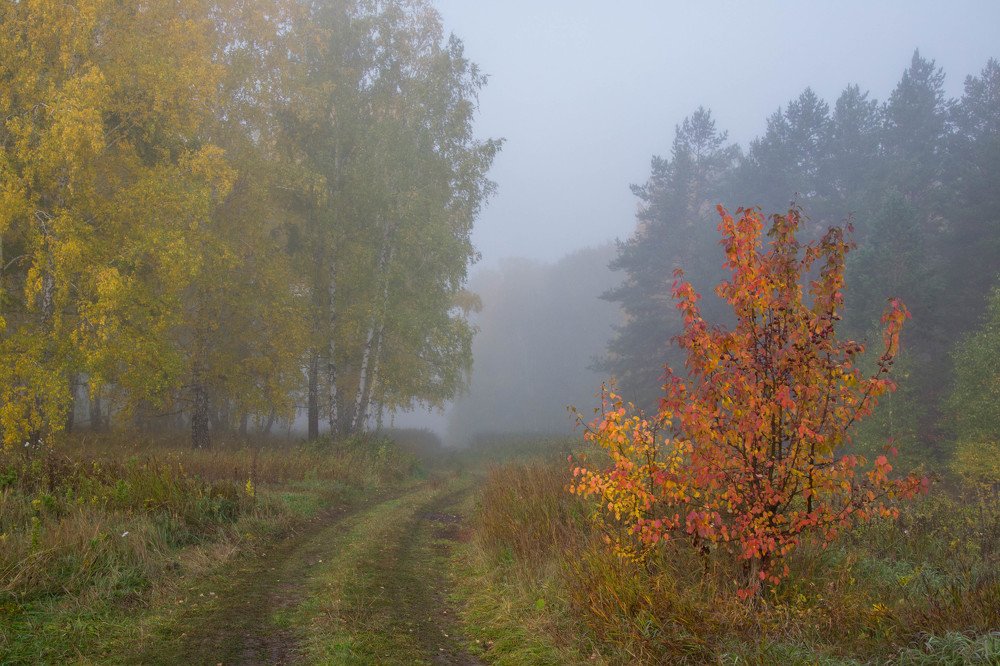 Утро туманное