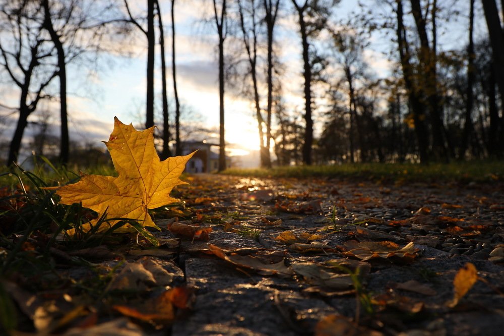 Фотография автора Елена Колосова
