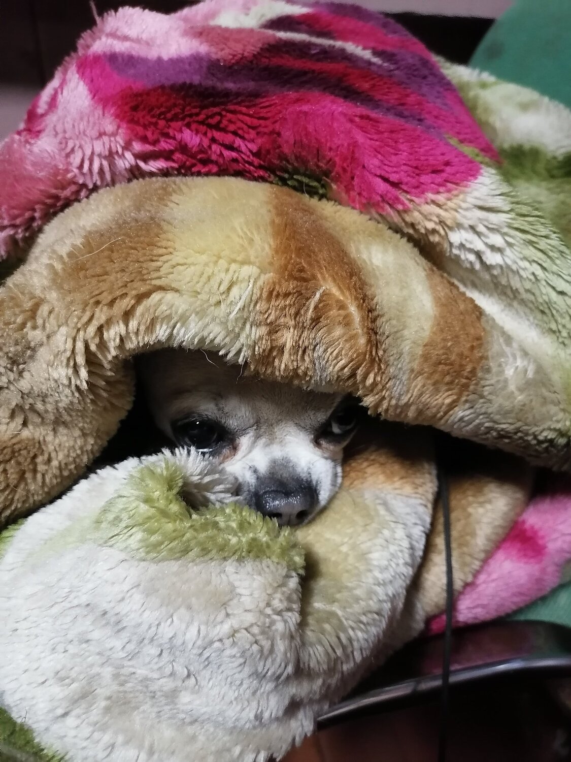 Photo #5293689